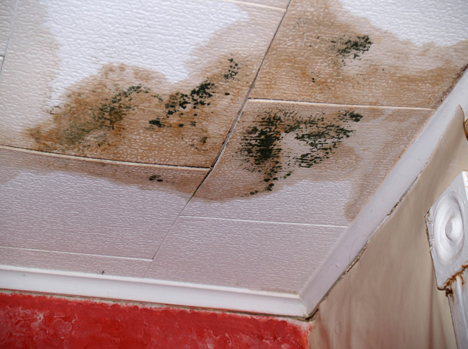 Professional Mold Removal in Pittsburgh, PA Can Get Your Home Healthy Once Again