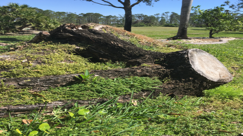 Small Tree Removal in Naples FL